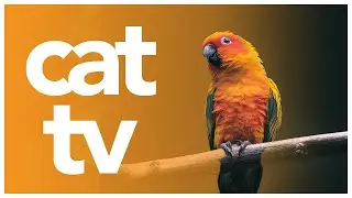 CAT TV - 3 Hour Bird Watching | Exotic Birds and Nature Watching Video