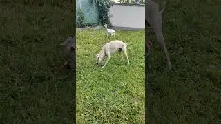 White Greyhound Dog eats something good but what does the goat do there...? 🤔🤍🐶. #greyhound #dog
