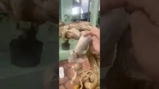 Beautiful American bougainvillea bonsai exchange nationwide