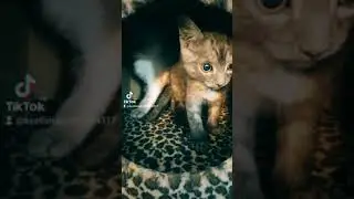 Всем привет! Я ищу хозяина!