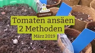 Tomaten richtig ans&auml;en - 2 Methoden