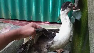 I Raised a Baby Duck for a Month and Learned These Cute Moments