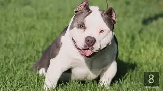 818 Concepts presents : CaliState Bullys 