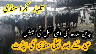 Badin ki aala nasal ki bhens / talhar Bakra Mandi #badin_bhens #cow
