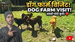 dog farm Visit #shepherddog #bhotia #dogkennels @pahaddwarhimmat1923 
