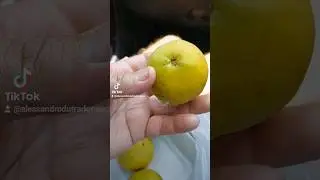 #mangaba #fruitsofthecerrado #fainago
