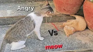 Angry, the cat wants to fight over the food, but the dog is still nearby.