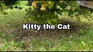 Christmas Morning with kitty