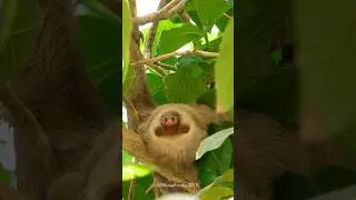 Slow Movers, Strong Swimmers &mdash; The Dual Life of Sloths 🦥