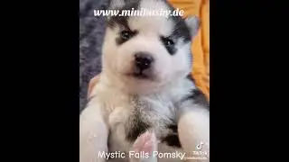 Pomsky Minihusky #minihusky
