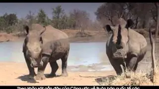 The achievements of wild animal protection activities in Vietnam
