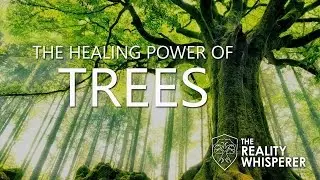 The Healing Power of Trees