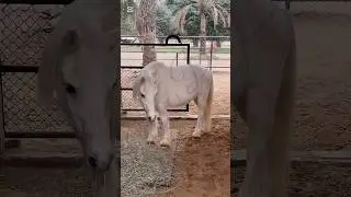 Sharjah Desert Park Visit 🐪🌵 | Kids Winter Break Fun ❄️👧🧒