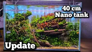 Нано-аквариум 40 см / обновление аквариума / новый фильтр Oase filtosmart 100