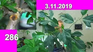 Fukientee Bonsai weiter Ma&szlig;nahmen auch Anzucht Jackfrucht Baum und weiter Entwicklung