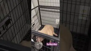 Cutest dog ever #funny  #sittingdog #viral #short #pets