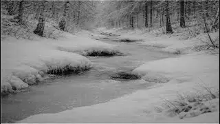 Quiet Forest Stream Under Ice &ndash; Subtle Water Sounds | SOVA &middot; Field Spaces