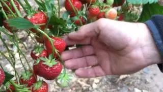 How to pick a perfect Strawberry!