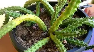 Veja o que aconteceu com minha Huernia schineideriana 😔