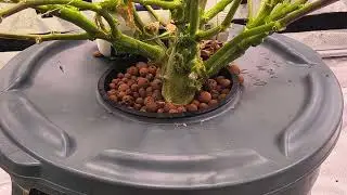 SPIDER FARMER 5X5 GROW TENT WEEK 8 FLUSH