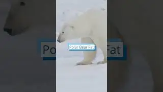 A thick layer of fat, largely derived from seal blubber, is key to a polar bear&rsquo;s survival.