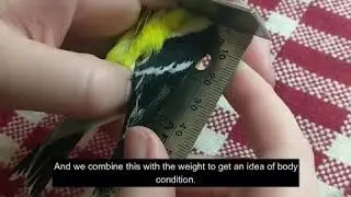 Learning about Bird Banding at Last Mountain Bird Observatory