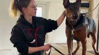 Chinese Red dog personal protection k9 the final stages of training