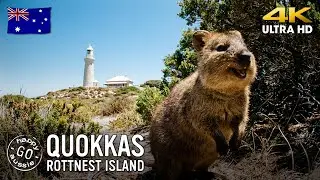Meet the Quokkas! A Perfect Day Trip to Rottnest Island
