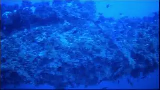 at the bottom of the sea # deep blue# fish #marine life 