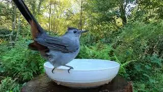 Gray Catbird Bath