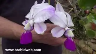 OrchidWeb - Cattleya walkeriana var. perola