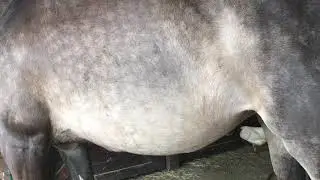 Altamir's in utero foal movements.