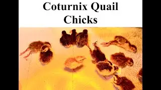 Coturnix Quail Care 101: Simple Diet, Health Tips & Adorable Quail Moments! 🐥🥚