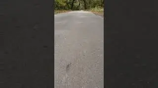 Breathtaking Hidden Florida Plantation Road #love #like #youtube #nature