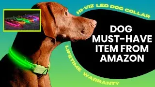 Amazon Must-Have Dog Product - Illumiseen LED Dog Collar