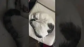 Vince steals my work chair again #cats #cat #catvideos