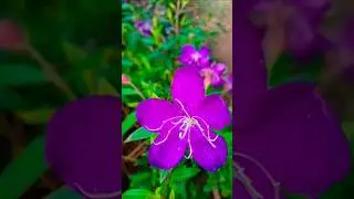 Melastoma Violet 💜💜