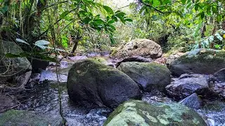 Calm Forest Stream with Mossy Boulders | Relaxing Water Sounds in Nature