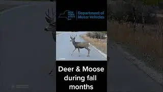 Deer Crossing During Fall Months