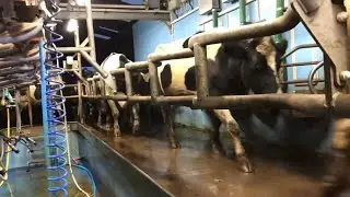ЕЩЕ БОЛЕЕ СНИЖЕНИЕ ЦЕН НА МОЛОКО