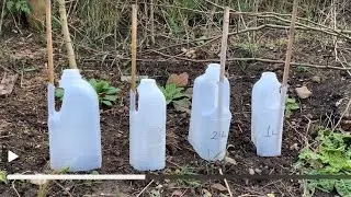 How to make Tree guards from 1l & 2l milk cartons. @barnowlbob