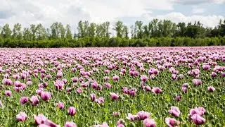 Mohnblumenfeld in Gro&szlig;r&ouml;hrsdorf // Juni 2022
