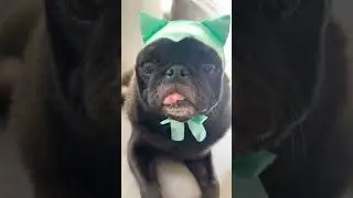 Hello, Anko is back with you guys. #pugged #dog #cutepug #pets #ankopug #shorts