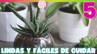 🌱 5 Suculentas F&aacute;ciles de Cuidar: Agrega un Toque de Verde a Tu Hogar sin Esfuerzo
