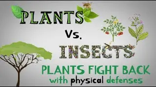 Plants vs. Insects, Episode 2: Plants Fight Back with PHYSICAL Defenses
