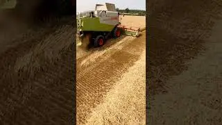#Cremonese #trebbiatura #frumento  #agricoltura