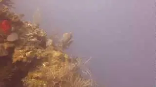 School of Creole Wrasse Roatan Honduras - Coconut Tree Divers