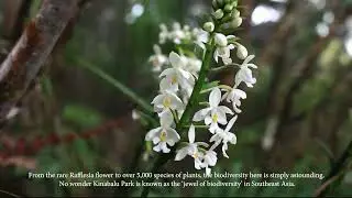 🌿 Kinabalu Park &ndash; The Natural Wonder of Sabah | World Heritage Site
