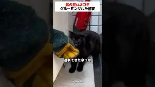 気の荒いネコをグルーミングした結果 #cat