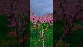 Beauty of swat home town spring season start 2022 #swatvally#swat##swatvlog#dearamirkhan#gabinjaba